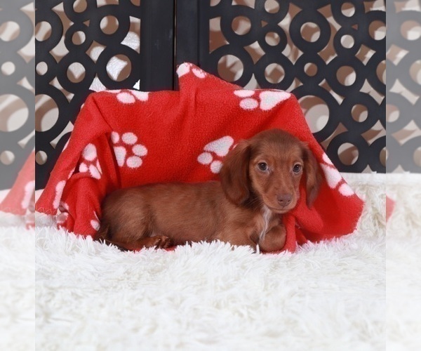 Medium Photo #3 Dachshund Puppy For Sale in MOUNT VERNON, OH, USA
