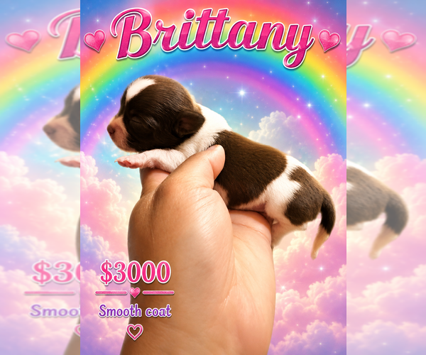 Medium Photo #3 Chihuahua Puppy For Sale in LAKEWOOD, WA, USA