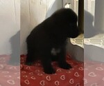 Small #9 Newfoundland