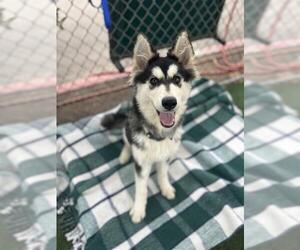 Siberian Husky Dogs for adoption in Chula Vista, CA, USA