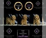 Small Photo #42 Goldendoodle (Miniature) Puppy For Sale in WARSAW, IN, USA