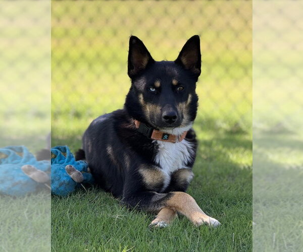Medium Photo #4 Gerberian Shepsky Puppy For Sale in Claremore, OK, USA