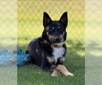 Small #3 Gerberian Shepsky