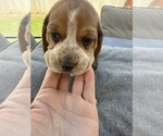 Puppy Purple collar Beagle