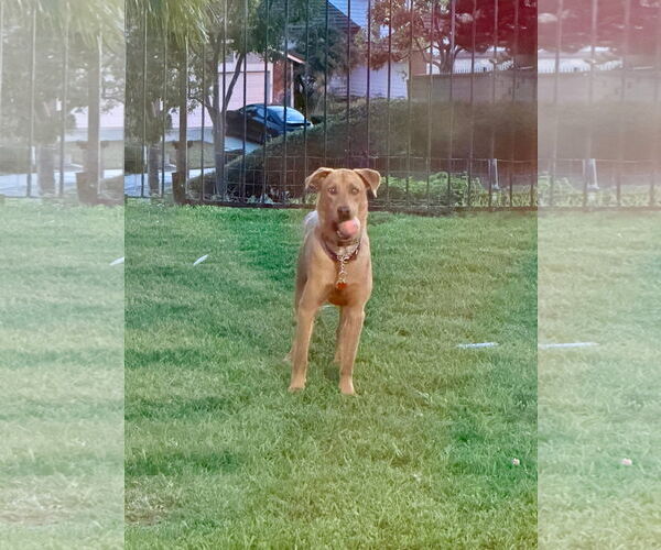 Medium Photo #6 Labrador Retriever-Unknown Mix Puppy For Sale in San Diego, CA, USA