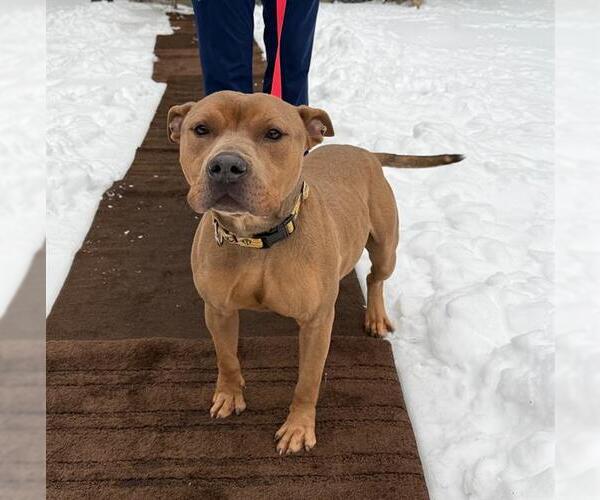 Medium Photo #2 Mutt Puppy For Sale in Newton, NC, USA