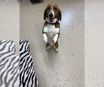 Small Basset Retriever