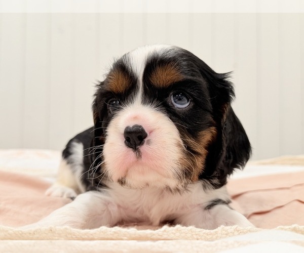 Medium Photo #6 Cavalier King Charles Spaniel Puppy For Sale in WAXAHACHIE, TX, USA