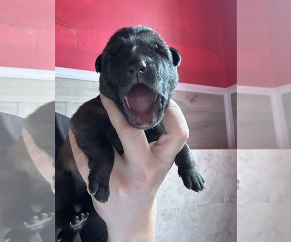 Medium Photo #2 German Shepherd Dog Puppy For Sale in LAKE ELSINORE, CA, USA