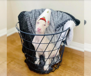 Doberman Pinscher Puppy for sale in VIRGINIA BEACH, VA, USA