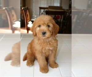 Goldendoodle-Unknown Mix Puppy for sale in ATL, GA, USA
