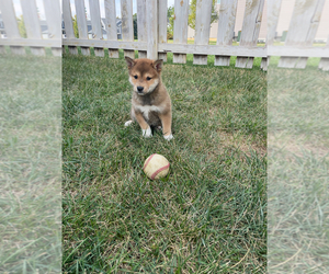 Shiba Inu Puppy for sale in WENTZVILLE, MO, USA