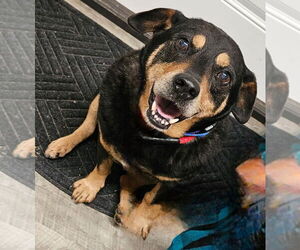 Rottweiler-Unknown Mix Dogs for adoption in Ellijay, GA, USA
