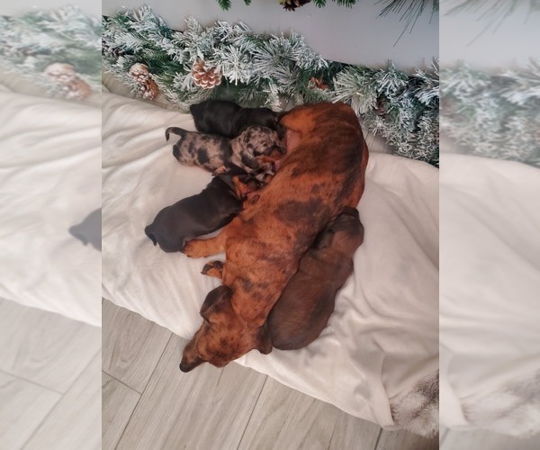 Medium Photo #1 Dachshund Puppy For Sale in MYSTIC, IA, USA