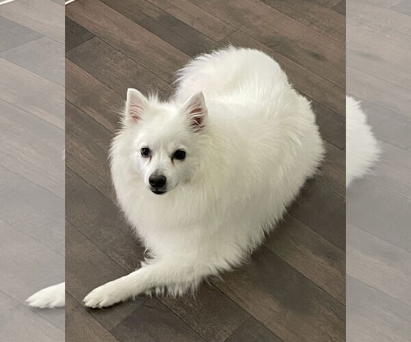 Medium Photo #1 American Eskimo Dog Puppy For Sale in Pikesville, MD, USA