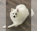 Small American Eskimo Dog