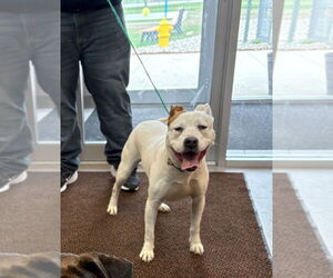 Staffordshire Bull Terrier Dogs for adoption in La Porte, IN, USA
