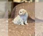 Puppy 0 Border Terrier-Poodle (Miniature) Mix