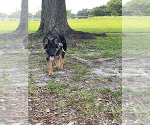 German Shepherd Dog Puppy for sale in MIRAMAR, FL, USA