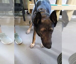 Sherlock - Male German Shepherd Dog-Unknown Mix Dog for Adoption - Photo #5