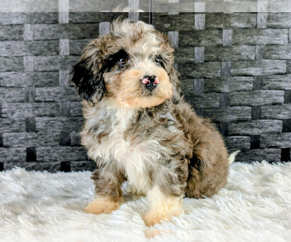 Medium Photo #2 Poochon Puppy For Sale in CAPAC, MI, USA