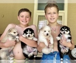 Small Photo #18 Pomsky-Siberian Husky Mix Puppy For Sale in WINDERMERE, FL, USA