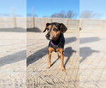 Small #7 Miniature Pinscher Mix