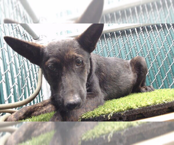 Medium Photo #1 German Shepherd Dog-Unknown Mix Puppy For Sale in Downey, CA, USA