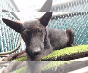 German Shepherd Dog-Unknown Mix Dogs for adoption in Downey, CA, USA