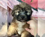 Small #3 Dachshund Mix