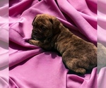 Small Photo #10 Olde English Bulldogge Puppy For Sale in VIOLA, AR, USA