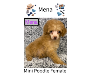 Poodle (Toy) Puppy for Sale in AZLE, Texas USA