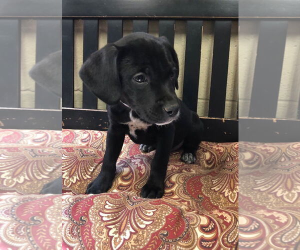 Medium Photo #2 German Shorthaired Lab Puppy For Sale in Amarillo, TX, USA