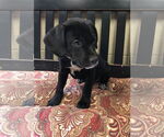 Small #1 German Shorthaired Lab