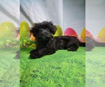 Small Photo #1 YorkiePoo Puppy For Sale in MACON, GA, USA
