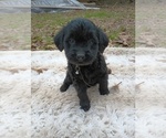 Small Photo #8 Labradoodle Puppy For Sale in BAY MINETTE, AL, USA