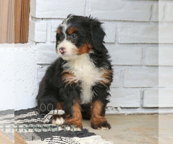 Medium Photo #3 Bernedoodle (Miniature) (+ Poodle Miniature) Puppy For Sale in NARVON, PA, USA