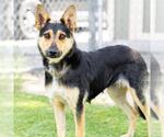 Small #1 German Shepherd Dog