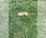 Small Photo #6 English Cream Golden Retriever-Golden Labrador Mix Puppy For Sale in LAGRANGE, OH, USA