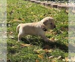 Small #6 Labrador Retriever