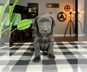 Labrador Retriever Puppy for sale in GREENWOOD, IN, USA