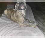 Small Photo #2 Boerboel-Cane Corso Mix Puppy For Sale in TOMBALL, TX, USA
