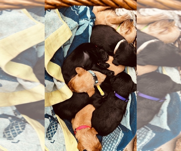 Medium Photo #10 Labrador Retriever Puppy For Sale in GREENVILLE, SC, USA