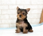 Small Photo #5 Yorkshire Terrier Puppy For Sale in SAN MATEO, CA, USA