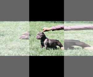 American Bully Puppy for sale in LOS ANGELES, CA, USA