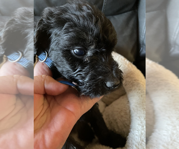 Medium Photo #1 Goldendoodle-Poodle (Standard) Mix Puppy For Sale in FOUNTAIN, CO, USA