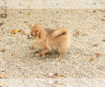 Small #7 Pomeranian