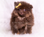 Small Photo #45 Pomeranian Puppy For Sale in WARSAW, IN, USA