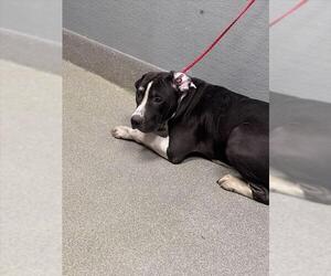 Mutt Dogs for adoption in Las Vegas, NV, USA