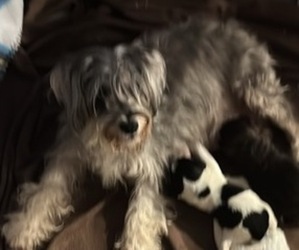 Mother of the Schnauzer (Miniature) puppies born on 02/21/2025